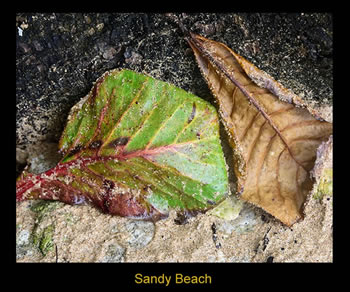 Sandy Beach Photograph - Island Art Bocas Artist